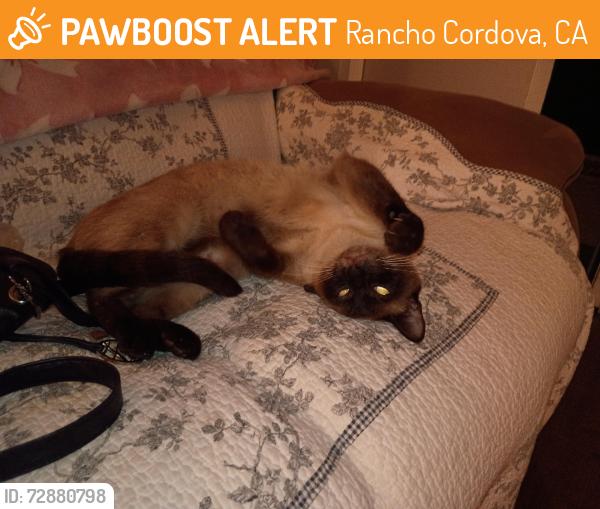 Found/Stray Female Cat last seen Folsom Blvd and La Loma Drive, Rancho Cordova, CA 95670