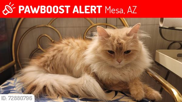 Lost Female Cat last seen Skateland, Mesa, AZ 85210