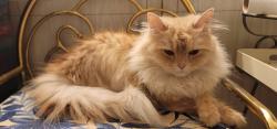 Lost Female Cat last seen Skateland, Mesa, AZ 85210