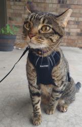 Lost Female Cat last seen Sams Club on College Grove and near Chollas Lake, San Diego, CA 92115
