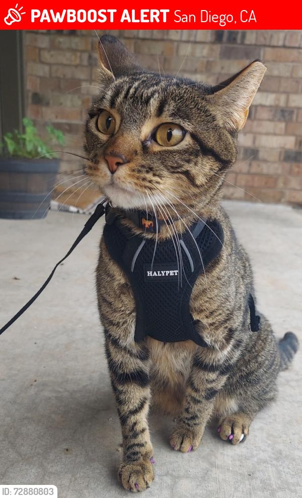 Lost Female Cat last seen Sams Club on College Grove and near Chollas Lake, San Diego, CA 92115