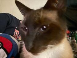 Reunited Male Cat last seen Bottomleys Enterprise, Mount Airy, NC 27030