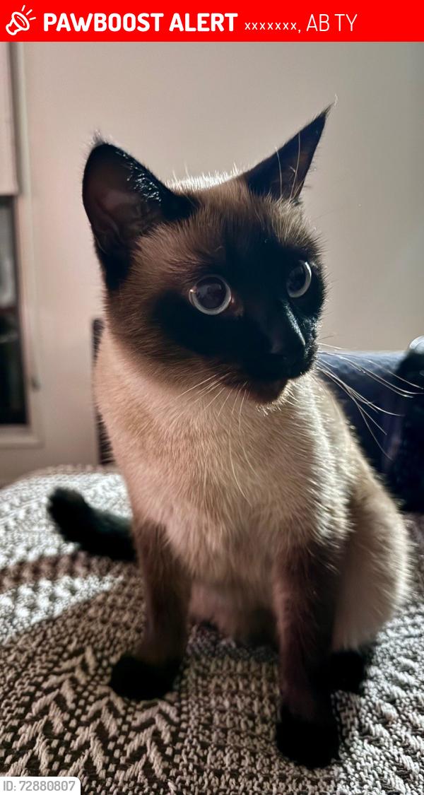 Lost Female Cat last seen Russet Court, Calgary, Alberta, Калгари, AB T1Y
