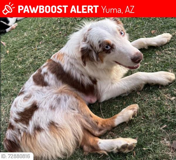 Lost Female Dog last seen 16th street and 47th ave, Yuma, AZ 85364