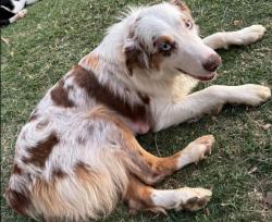 Lost Female Dog last seen 16th street and 47th ave, Yuma, AZ 85364