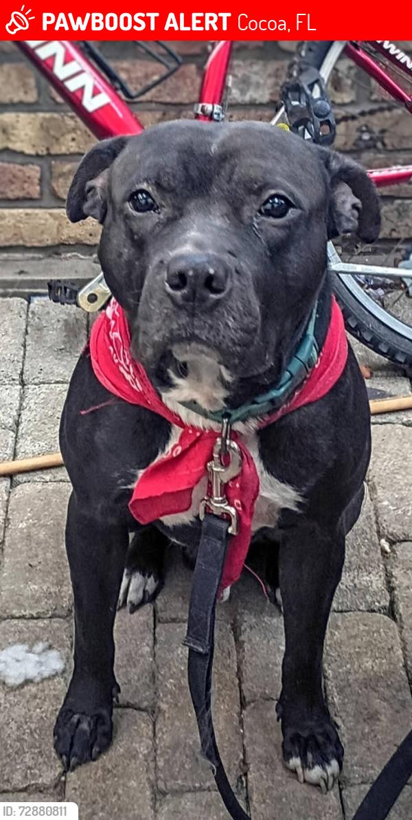 Lost Male Dog last seen Clearlake rd , Cocoa, FL 32922