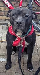 Lost Male Dog last seen Clearlake rd , Cocoa, FL 32922