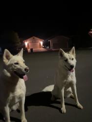 Found/Stray Unknown Dog last seen Rock ridge elementary , Castle Rock, CO 80104