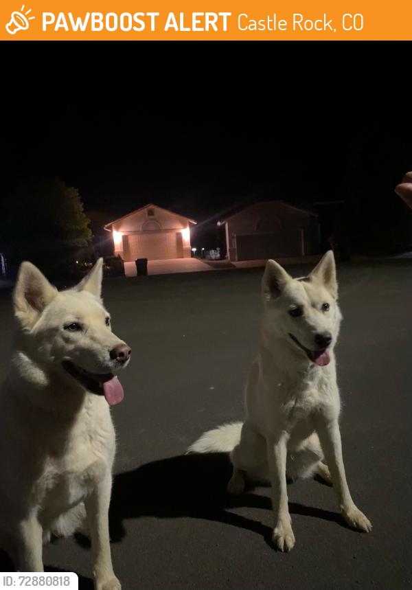 Found/Stray Unknown Dog last seen Rock ridge elementary , Castle Rock, CO 80104