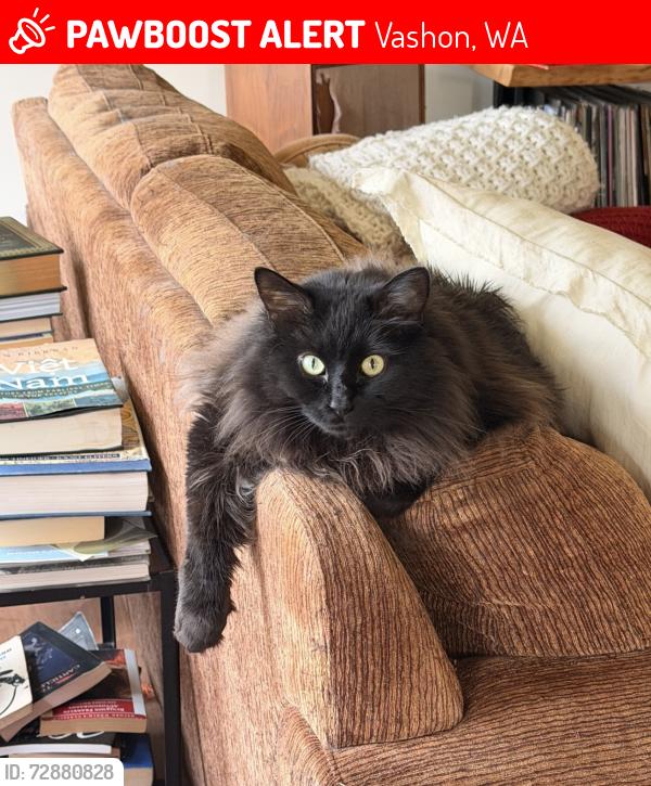 Lost Male Cat last seen McIntyre road Sw, Vashon, WA 98070
