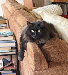 Lost Male Cat last seen McIntyre road Sw, Vashon, WA 98070