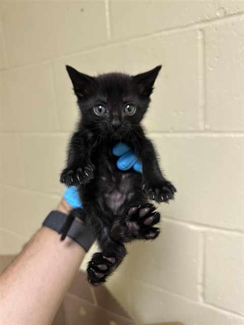 Shelter Stray Female Cat last seen OCCIDENTAL DR & JULLIARD DR, Sacramento, CA 95818