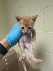 Shelter Stray Male Cat last seen OCCIDENTAL DR & JULLIARD DR, Sacramento, CA 95818
