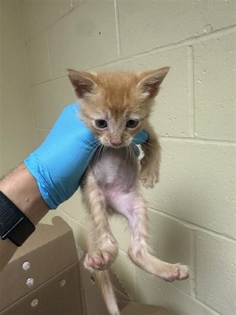 Shelter Stray Male Cat last seen OCCIDENTAL DR & JULLIARD DR, Sacramento, CA 95818