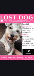 Reunited Male Dog last seen Near cr 1111, Tyler, TX 75704