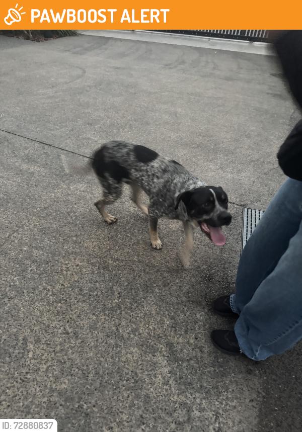 Found/Stray Male Dog last seen City golf club, South Toowoomba, QLD 4350