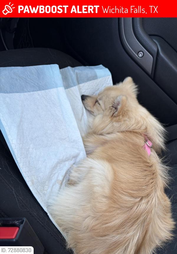 Lost Female Dog last seen Pyrenees dr, Wichita Falls, TX 76310