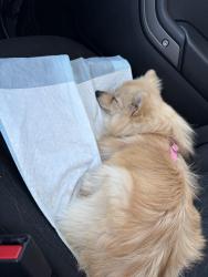 Lost Female Dog last seen Pyrenees dr, Wichita Falls, TX 76310