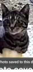 Found/Stray Unknown Cat last seen Advance Auto parts, Muncie, IN 47306