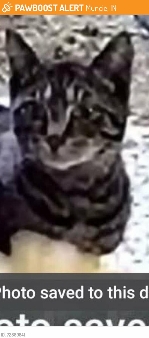 Found/Stray Unknown Cat last seen Advance Auto parts, Muncie, IN 47306