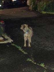 Found/Stray Unknown Dog last seen 9th and crestline, Spokane, WA 99202