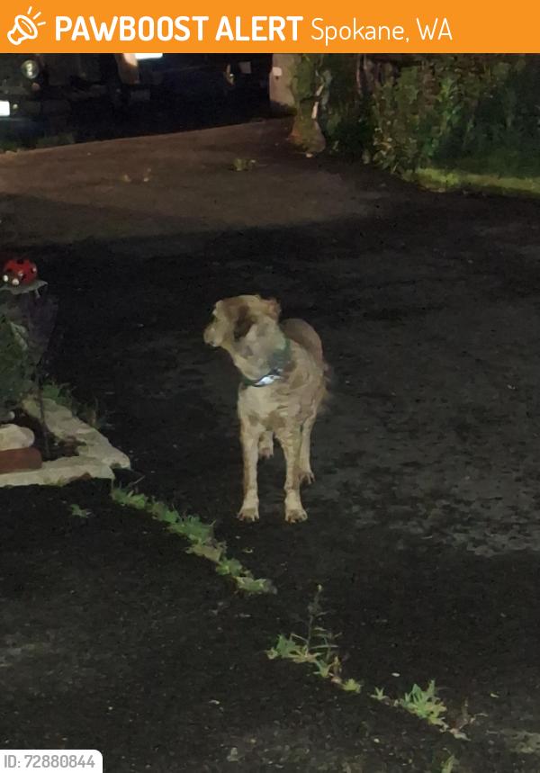 Found/Stray Unknown Dog last seen 9th and crestline, Spokane, WA 99202