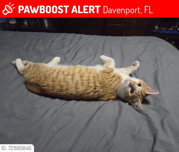 Lost Male Cat last seen Allison Ave & Lake Davenport Boulevard, Davenport, FL 33897