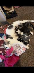 Lost Female Cat last seen Near west walnut st, Chillicothe, IL 61523