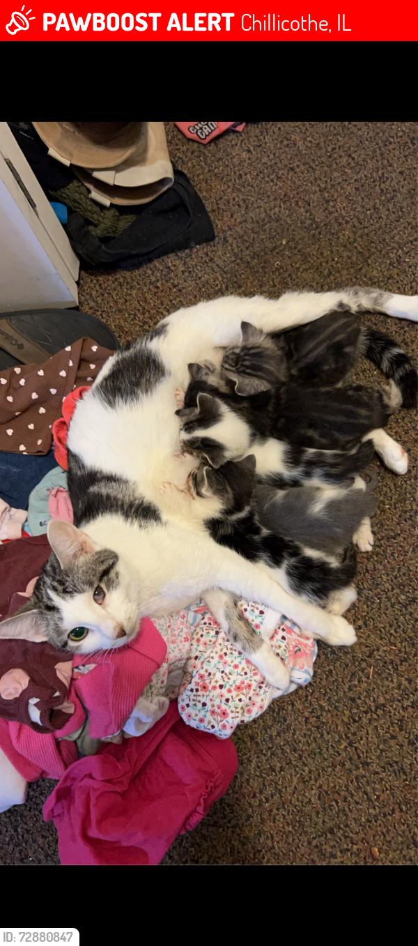 Lost Female Cat last seen Near west walnut st, Chillicothe, IL 61523