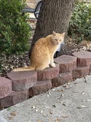Lost Male Cat last seen Braun Willow area, San Antonio, TX 78254