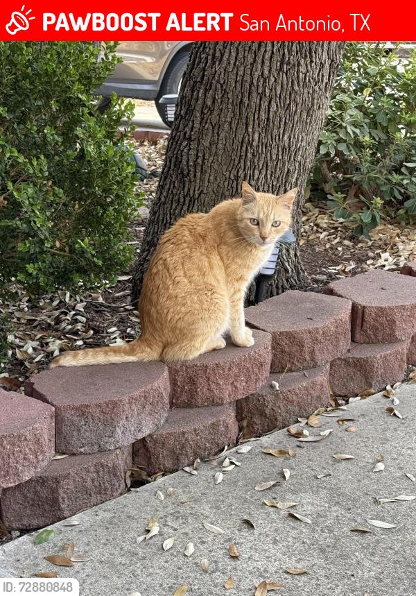 Lost Male Cat last seen Braun Willow area, San Antonio, TX 78254