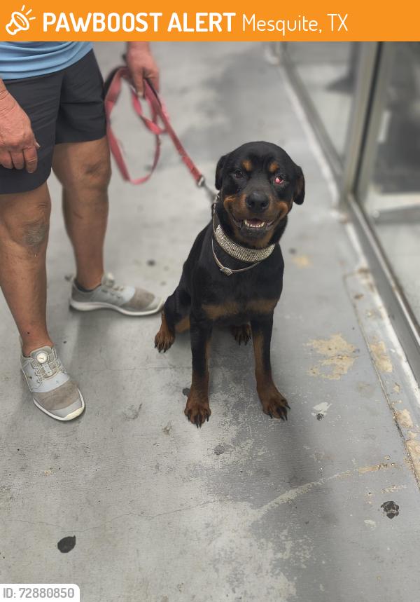 Found/Stray Female Dog last seen Pascall park, Mesquite, TX 75149