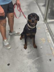 Found/Stray Female Dog last seen Pascall park, Mesquite, TX 75149
