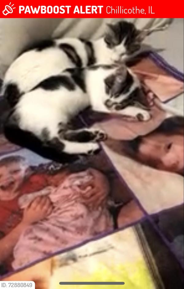 Lost Female Cat last seen W walnut st Chillicothe, Chillicothe, IL 61523