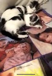 Lost Female Cat last seen W walnut st Chillicothe, Chillicothe, IL 61523