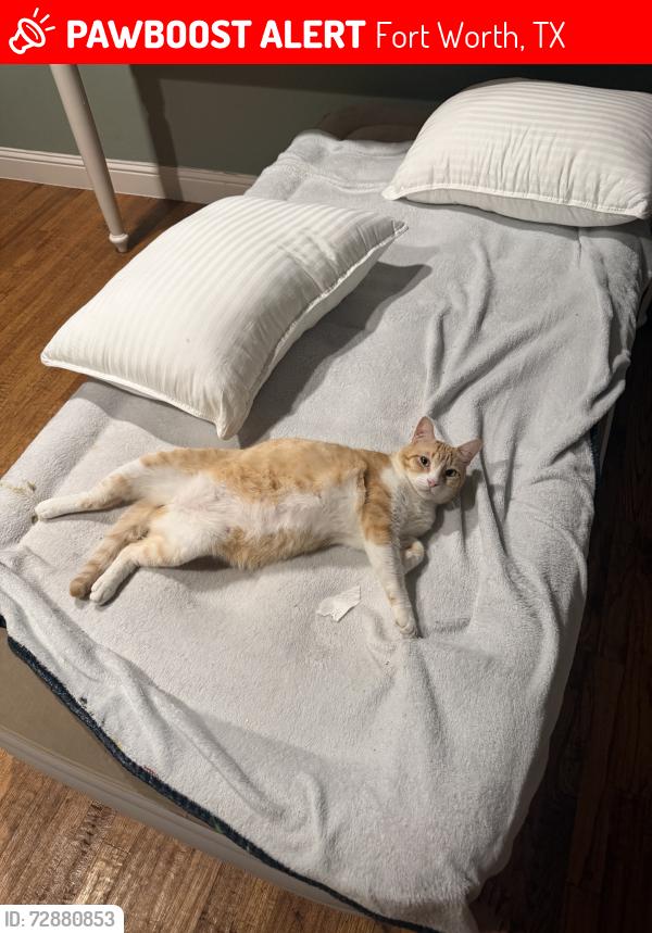 Lost Male Cat last seen Near avalon ct, Fort Worth, TX 76103