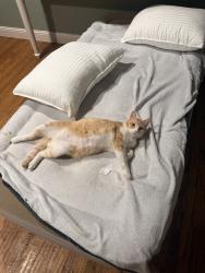 Lost Male Cat last seen Near avalon ct, Fort Worth, TX 76103