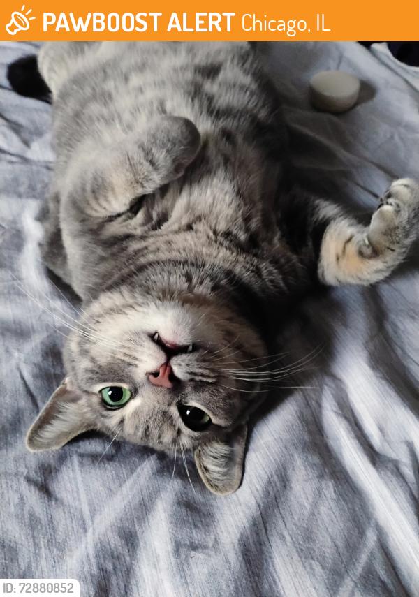 Found/Stray Female Cat last seen Troy & Ainslie street, Chicago, IL 60625
