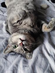 Found/Stray Female Cat last seen Troy & Ainslie street, Chicago, IL 60625