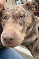Reunited Female Dog last seen Tukwila International Blvd Bus Station, Tukwila, WA 98168
