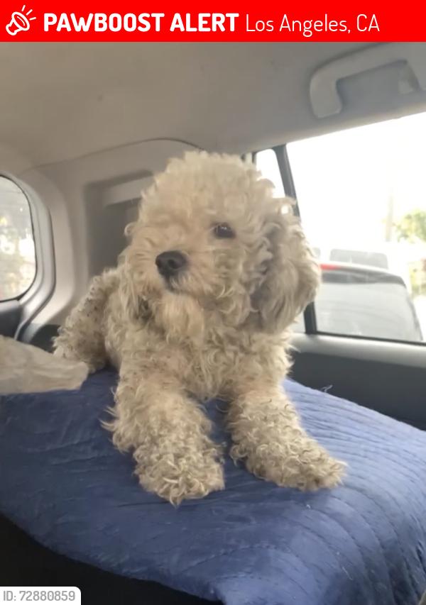 Lost Male Dog last seen Near S Figueroa St Los Angeles, CA  90003 United States, through Manchester, also down Century by the 7 eleven in Figueroa, Los Angeles, CA 90003