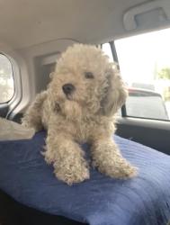 Lost Male Dog last seen Near S Figueroa St Los Angeles, CA  90003 United States, through Manchester, also down Century by the 7 eleven in Figueroa, Los Angeles, CA 90003