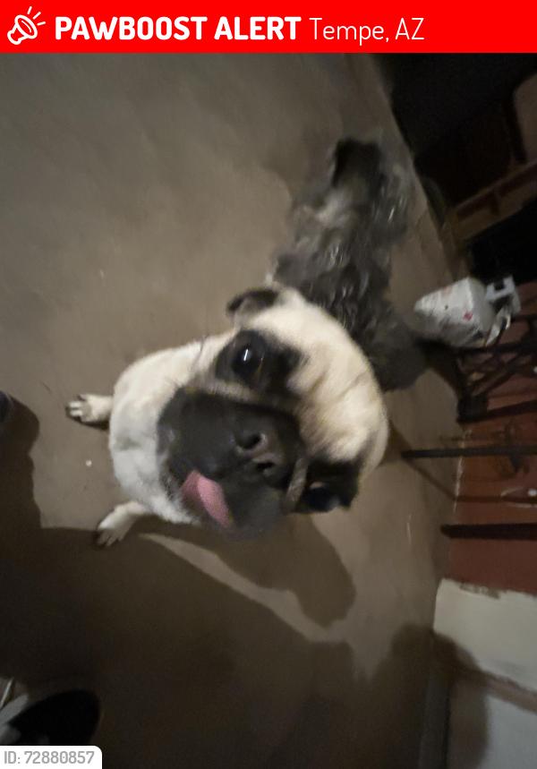 Lost Female Dog last seen Hudson park and Hudson eatery & bar, Tempe, AZ 85281