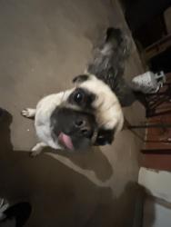 Lost Female Dog last seen Hudson park and Hudson eatery & bar, Tempe, AZ 85281
