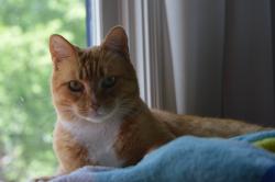 Lost Female Cat last seen Arlington Ave, Hurley Ave, Fairmount Ave. Richardson Ave, Fairmount Historic District, Fort Worth, TX 76110