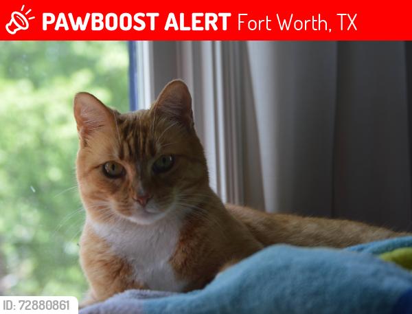Lost Female Cat last seen Arlington Ave, Hurley Ave, Fairmount Ave. Richardson Ave, Fairmount Historic District, Fort Worth, TX 76110