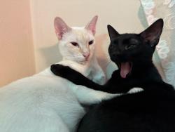 Lost Male Cat last seen annalise dr and kara dr, Austin, TX 78744
