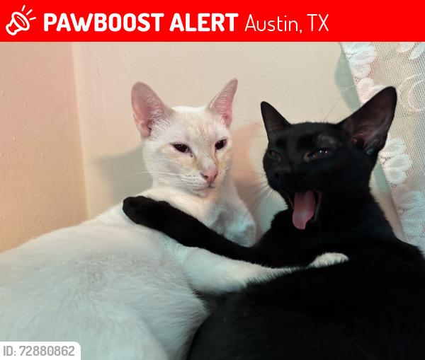 Lost Male Cat last seen annalise dr and kara dr, Austin, TX 78744