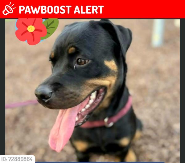 Lost Female Dog last seen Richardson Road and Adelaide St, Raymond Terrace, Raymond Terrace, NSW 2324