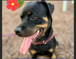 Lost Female Dog last seen Richardson Road and Adelaide St, Raymond Terrace, Raymond Terrace, NSW 2324
